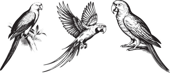 Vintage parrot set illustration hand drawn engraving. Sketch tropical parrots vector illustration. © Joydeb