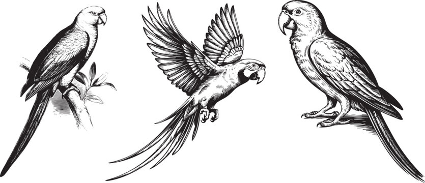 Vintage parrot set illustration hand drawn engraving. Sketch tropical parrots vector illustration.