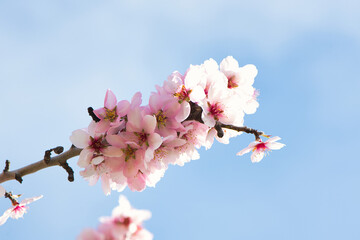 Almond Branch