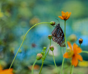 Schmetterling an Blume