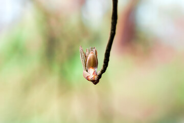 Bl&uuml;hende Planze