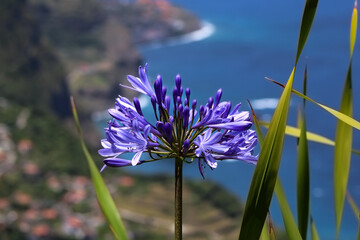 Afrikanische Schmucklilie(Agapanthus africanus) © Melanie