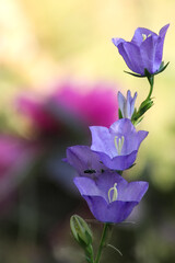 Pfirsichbl&auml;ttrige Glockenblume (Campanula persicifolia) 