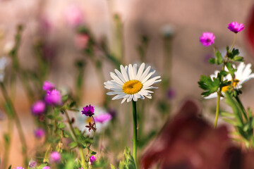 Leucanthemum vulgare
 Einzelne Margeritenbl&uuml;te im Fokus