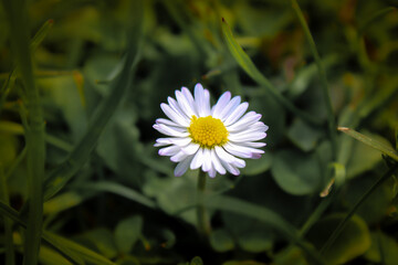 G&auml;nsebl&uuml;mchen 