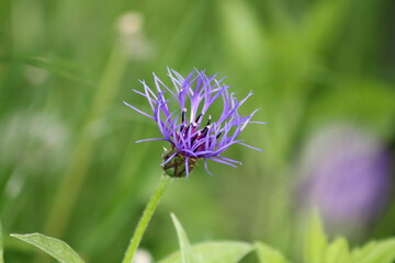 Centaurea montana - Kornblume
