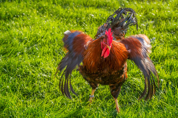 Agressiver Hahn auf einer Wiese der angreift