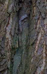 Beautiful close-up of the bark of alnus subcordata