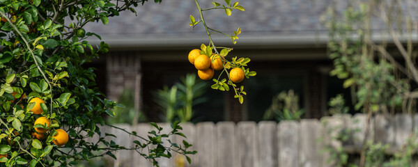 An Orange tree with fruit in house backyard
