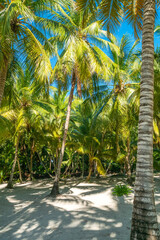 Fototapeta premium Beautiful tropical forest on Saona island