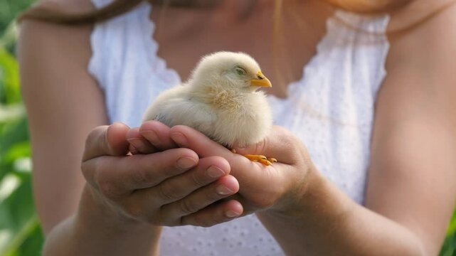 Woman hands finger stroking cute little yellow chick baby chicken hen countryside outdoor closeup. Female arms holding funny small poultry newborn fowl with wings beak and paws summer nature park sky