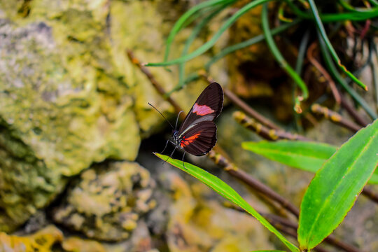 Mexican Red Postman or Small Postman butterfly (Heliconius erato) posing on a leaf, dorsal view. Heliconius melpomene vulcanus