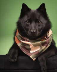 portrait of a black dog