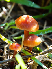 Close-up of a small mushroom trio