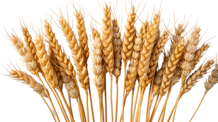 Golden Wheat Stalks Autumn Harvest, Farm Crop for Agriculture and Rural Themes, isolated on transparent background.