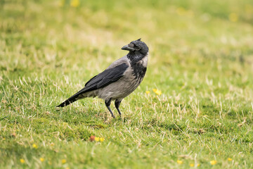 Hooded crow standing on the grass in Scotland