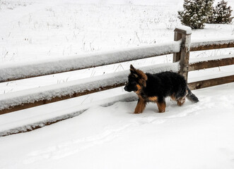 German Shepard in snow