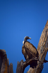 A vulture is a bird of prey that scavenges on carrion.