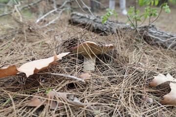 Mushroom dry grass. High quality photo