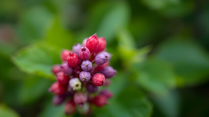 Berry Delight: A smooth transition from deep raspberry to soft lavender, representing sweet, fruity vibes.
