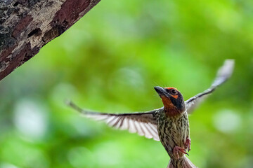 Coppersmith carrying the food for the chick