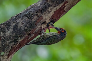 Coppersmith carrying the food for the chick