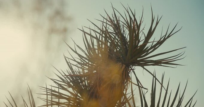 Desert plant life in the mountains and canyons of Nevada