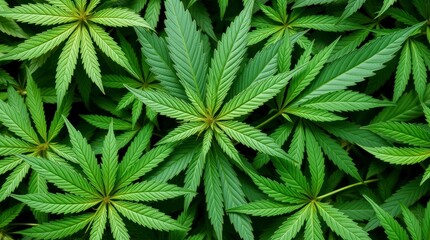 Lush Green Cannabis Leaves Background Image