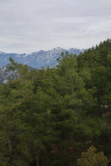 Young pine forest. High quality photo