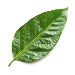 Fototapeta premium Green leaf isolated on white background