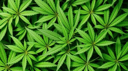 Lush Green Cannabis Leaves Background Image
