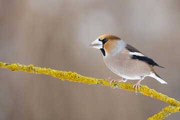 Hawfinch Coccothraustes coccothraustes amazing bird perched on tree blurred background Poland Europe
