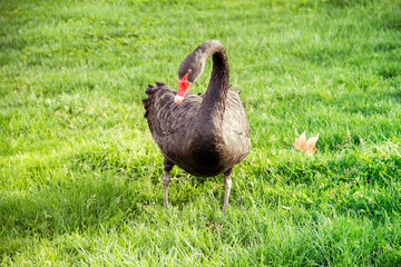 Black Swan in a Green Meadow