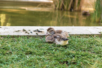 Two Adorable Duck Chicks Resting by the Pond