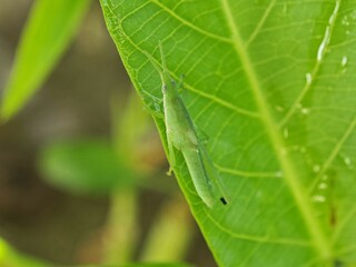 Atractomorpha Grasshopper on Green Leaf Close-up