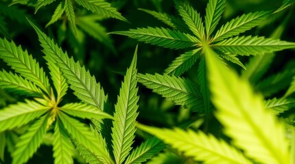 Fototapeta premium Lush Green Cannabis Leaves Background Image