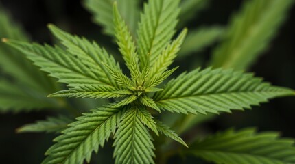 Vibrant Green Cannabis Plant Close Up Photography
