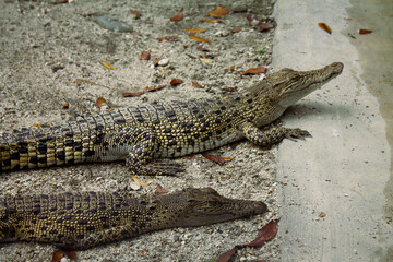 Juvenile Crocodiles Resting on Sand
