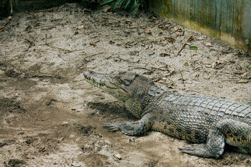 Majestic Crocodile in Its Natural Habitat