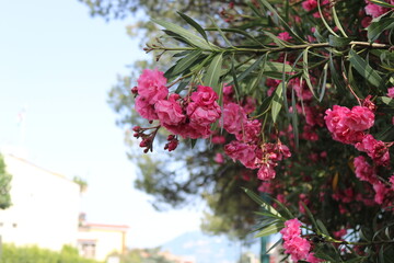 pink flowers in garden
