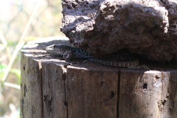 lizard on the tree