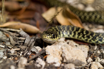 Coluber viridiflavus (Western Wip Snake). Platamona pine forest, Sassari. Sardinia, Italy..