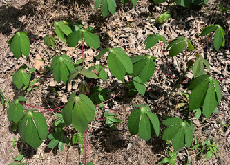 A view of the newly planted and growing cassava plants