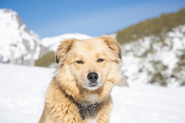tan-colored dog with blue eyes in the snow
