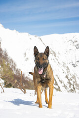 Belgian Malinois breed dog in the snow