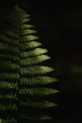 Lush green fern illuminated by soft light in a dark forest environment