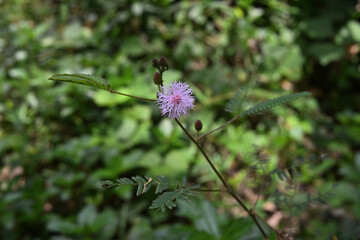 A pinkish purple colored flower of a sensitive plant blooms