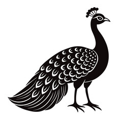 peacock vector illustration