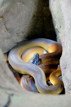 snake in the sand