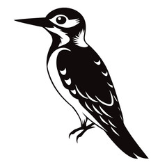 vector illustration of a bird